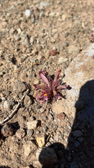 Aphyllon corymbosum