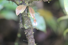 Masdevallia hortensis