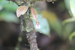 Masdevallia hortensis