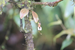 Masdevallia hortensis