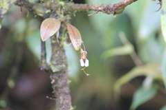 Masdevallia hortensis