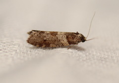 Lepidoscia heliochares