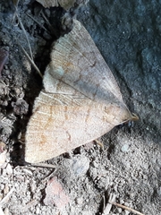 Zanclognatha lunalis