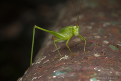 Tettigoniidea