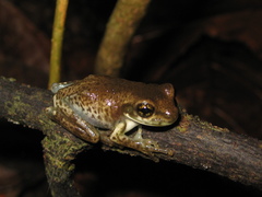Trachycephalus typhonius