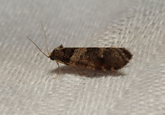 Lepidoscia heliochares