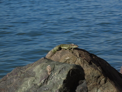 Iguana iguana