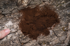 Stemonitis