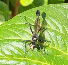 Eremnophila aureonotata