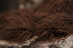 Stemonitis