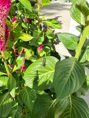 Eremnophila aureonotata