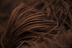 Stemonitis