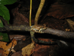 Trachycephalus typhonius