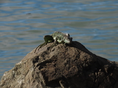 Iguana iguana