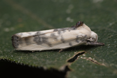 Antaeotricha