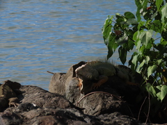 Iguana iguana