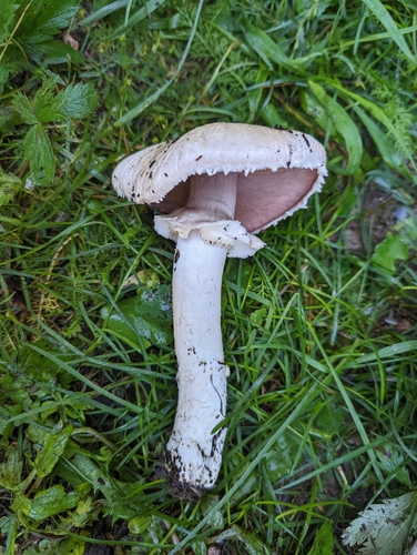 Medium