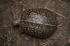 Terrapene ornata