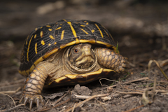 Terrapene ornata