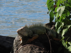 Iguana iguana