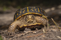 Terrapene ornata