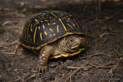 Terrapene ornata