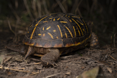 Terrapene ornata