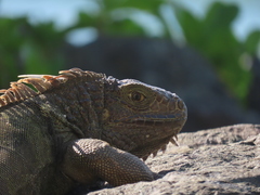 Iguana iguana