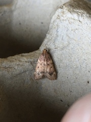 Aglossa disciferalis