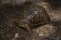 Terrapene ornata
