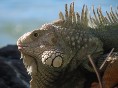 Iguana iguana