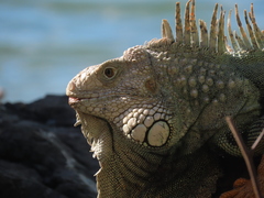 Iguana iguana