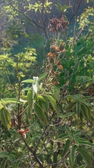 Cistus symphytifolius
