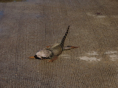 Iguana iguana