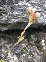 Antennaria alpina