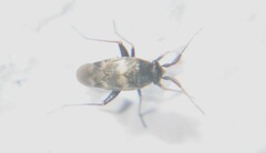 Spanagonicus albofasciatus