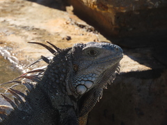 Iguana iguana