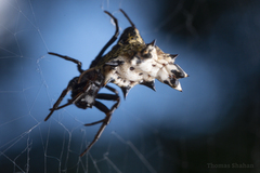 Micrathena gracilis