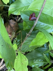 Iphirhina