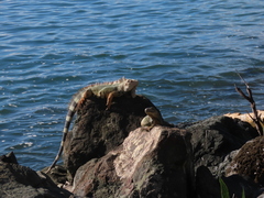 Iguana iguana