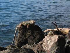 Iguana iguana