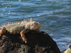 Iguana iguana