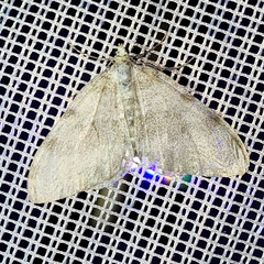 Entephria flavata