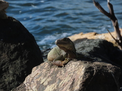 Iguana iguana