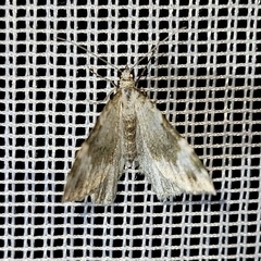 Coenotephria tophaceata