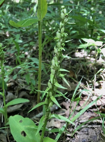 Dactylorhiza viridis iNat (2)