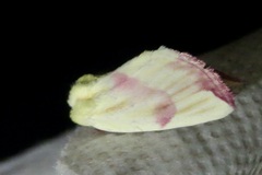 Thurberiphaga diffusa