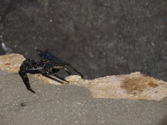 Grapsus grapsus