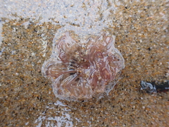 Harenactis attenuata