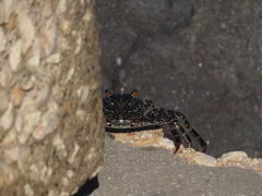 Grapsus grapsus